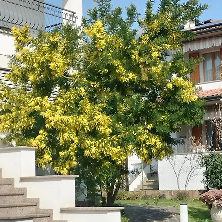 Le Mimose * La Fabbrica